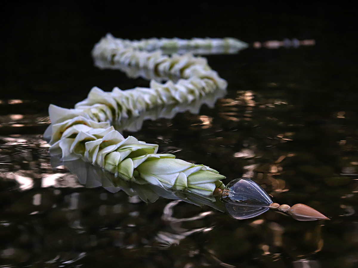 Lily LF Watch Up Supra water snake design by Gaétan Jacquet on Thursd