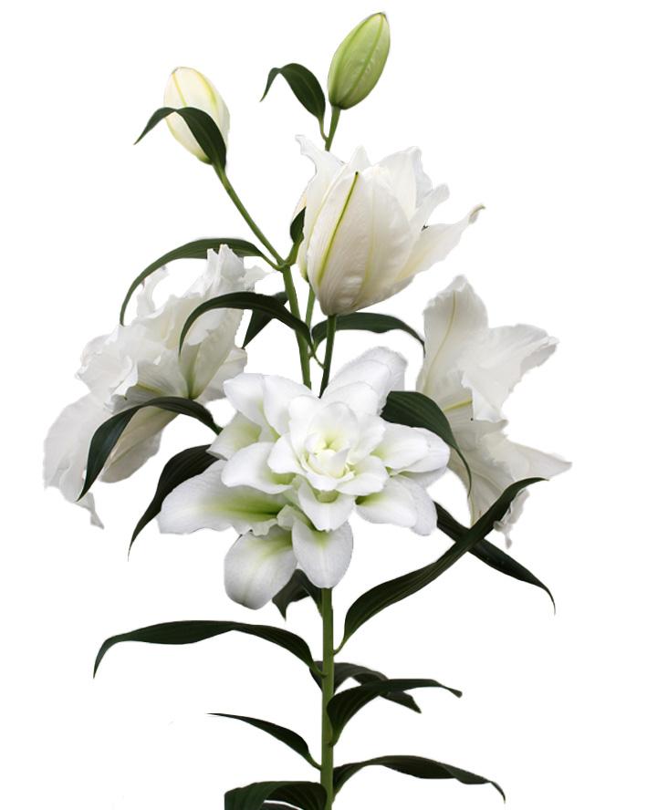 BOWL OF BEAUTY-lily-lilies-lillium