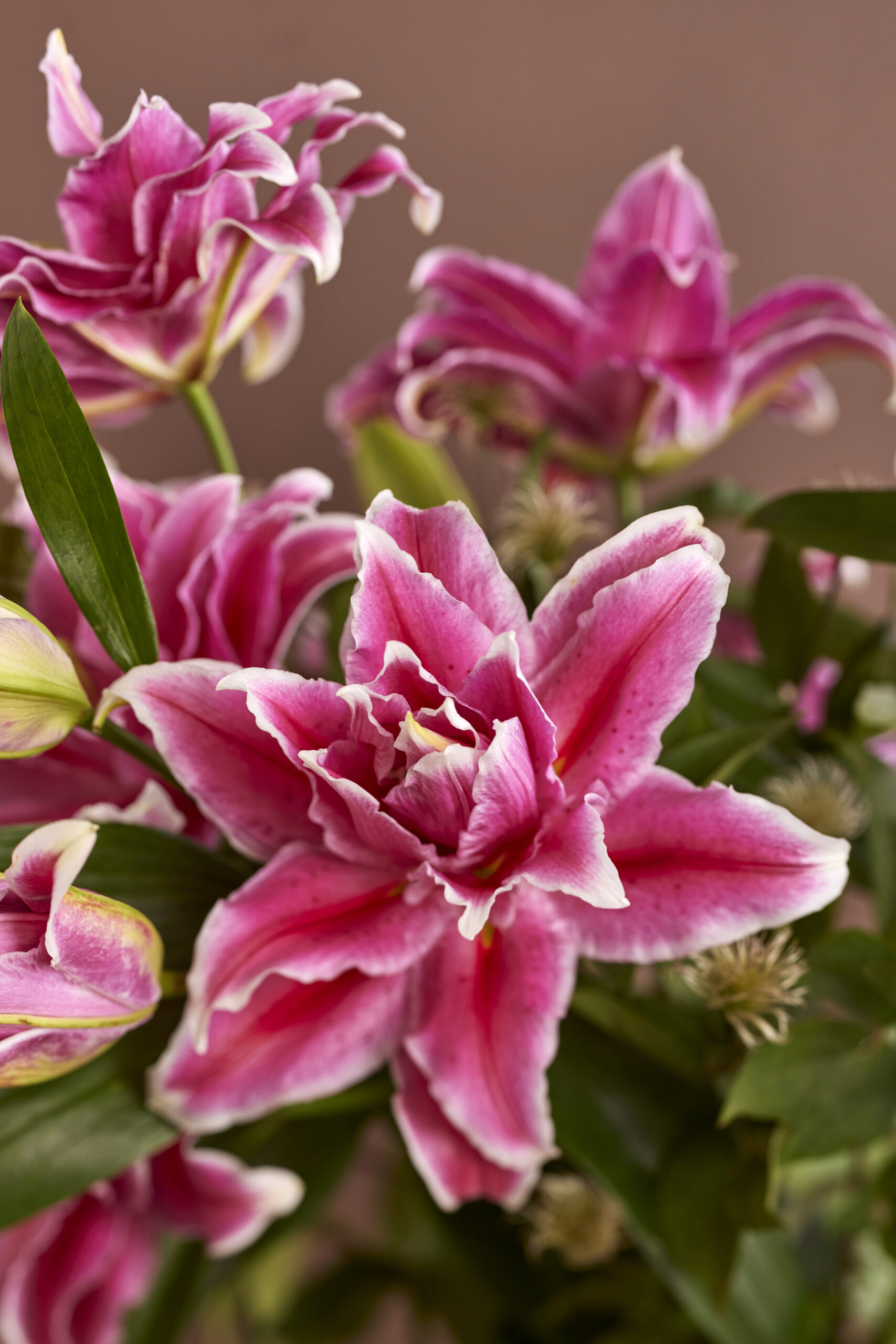 Lilium-Grand-Amor-3114