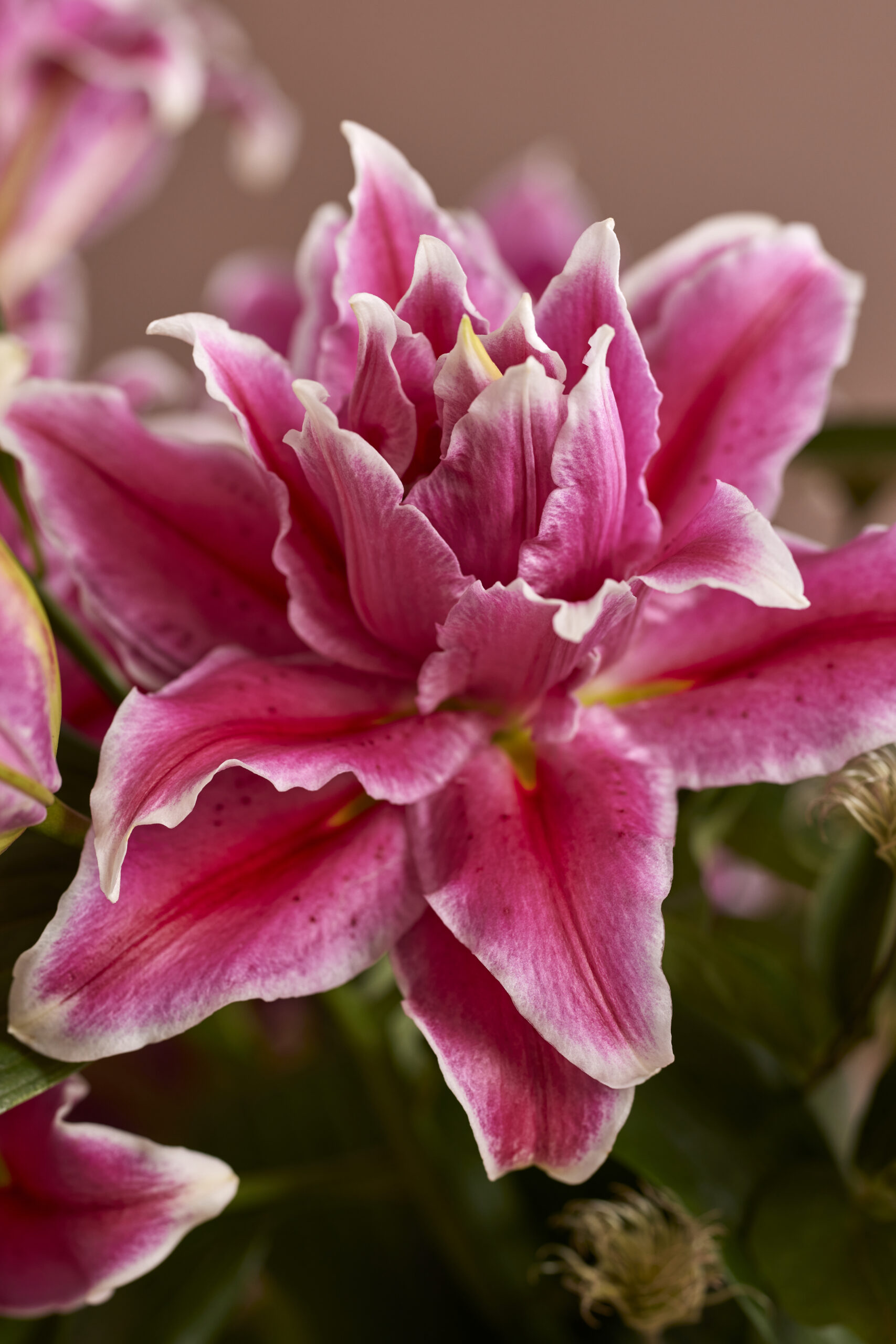 Lilium-Grand-Amor-3116