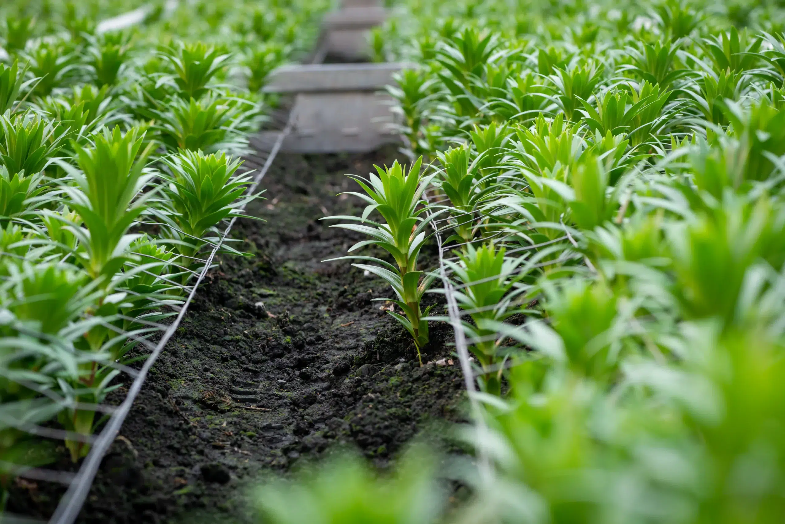 IAP Bredefleur mrt 2023 -109