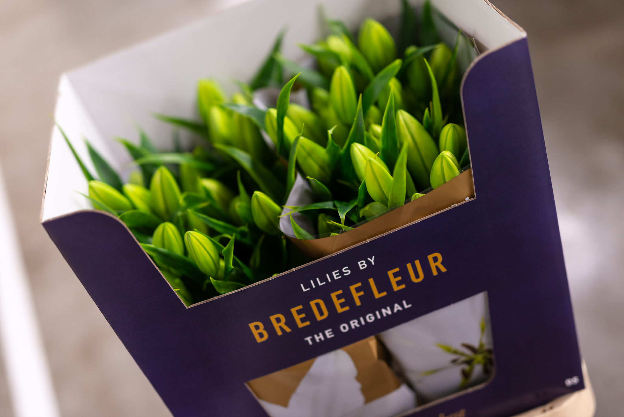 Genzano IAP Bredefleur -223